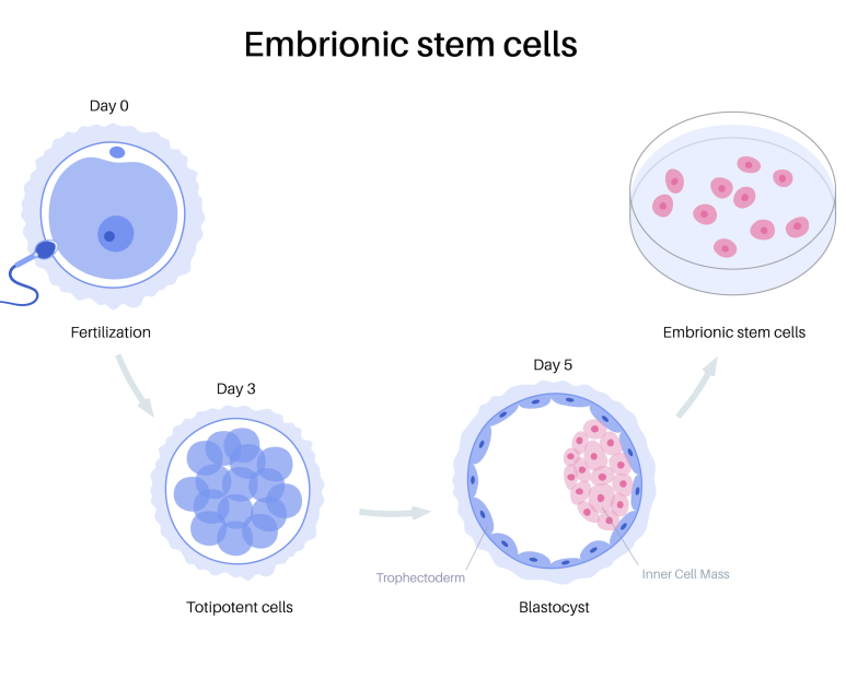 Embromic stem cells