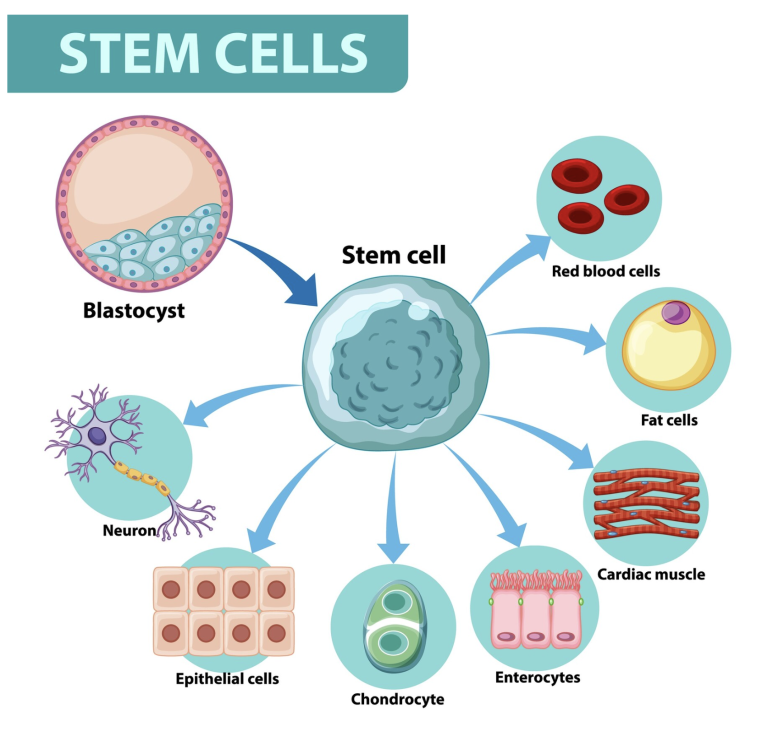 stem cells