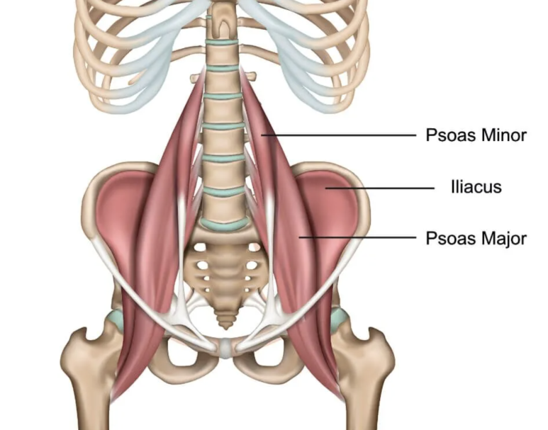 psoas of hip