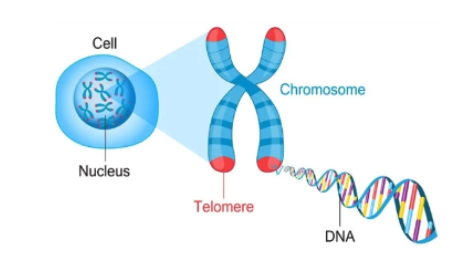 Telomere