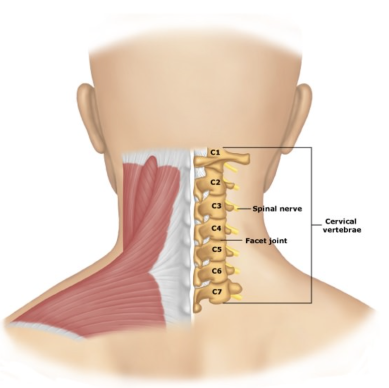 cervical vetebrae