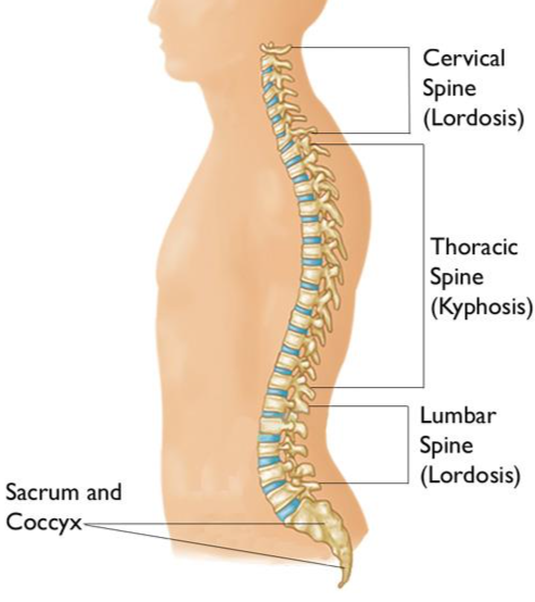 Structure of the Spine