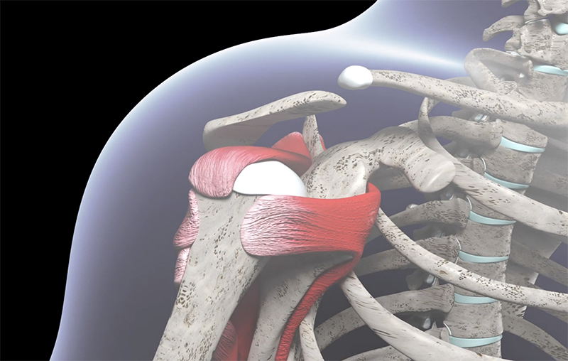 rotator cuff